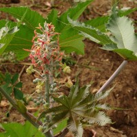 Ricinus communis L.